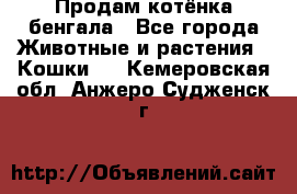 Продам котёнка бенгала - Все города Животные и растения » Кошки   . Кемеровская обл.,Анжеро-Судженск г.